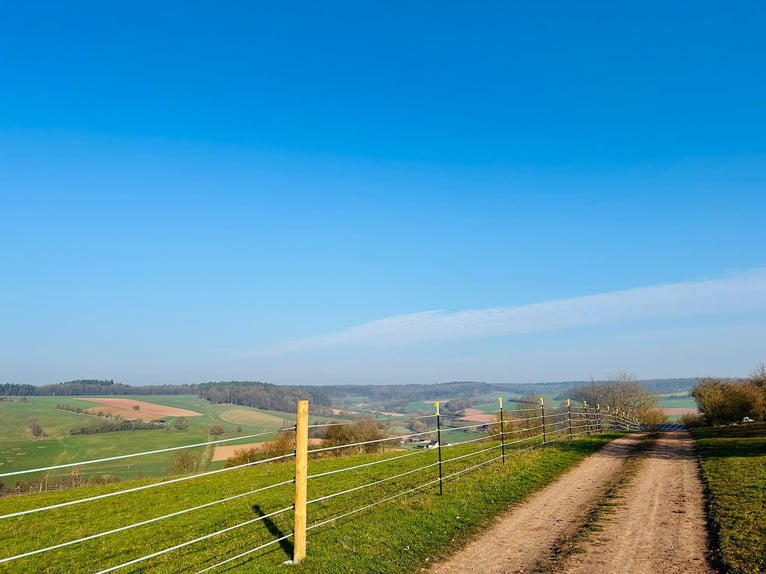 Pasture box stall available