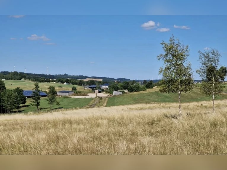 Pasture housing suitable for riding horses and foal rearing