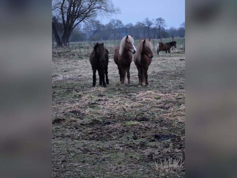 Pasture-kept young horse, retiree, weanling, stallion, mare, gelding