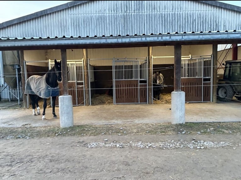 Pasture paddock with an additional stable box