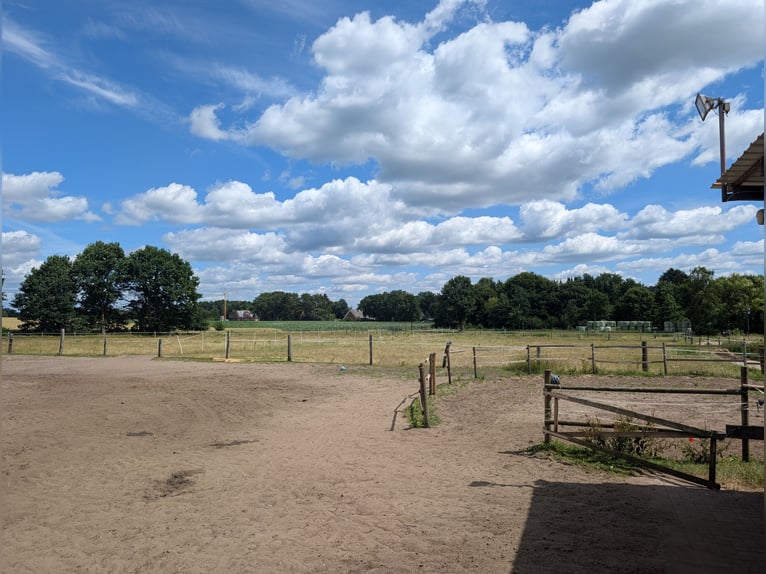 Pasture space available for a gelding in Otter, 21259