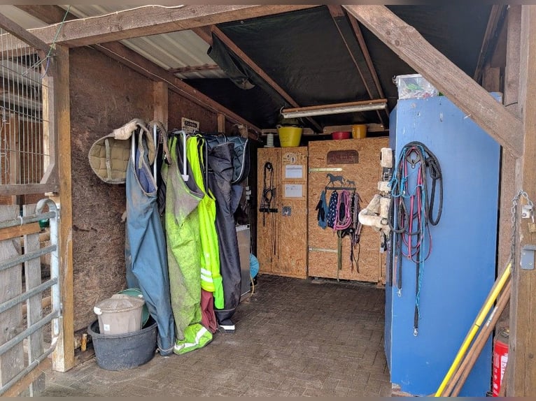 Pasture space available for a gelding in Otter, 21259