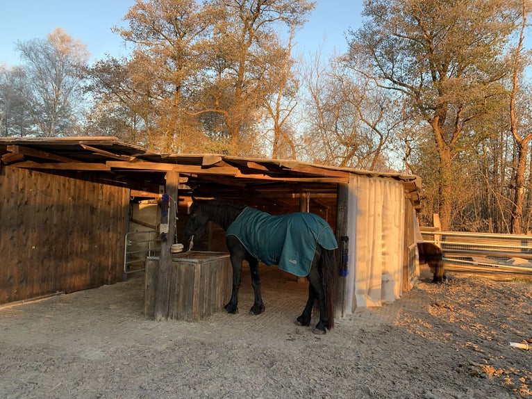 Pasture space available for gelding