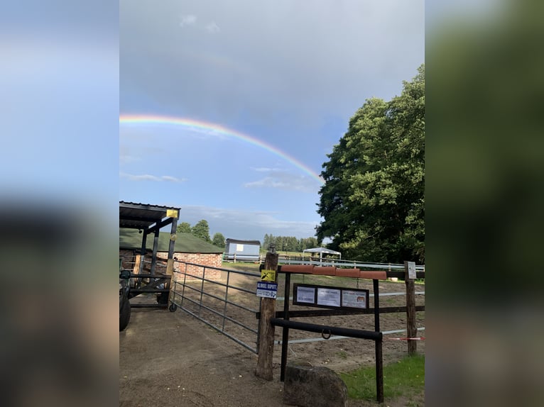 Pasture space available for gelding