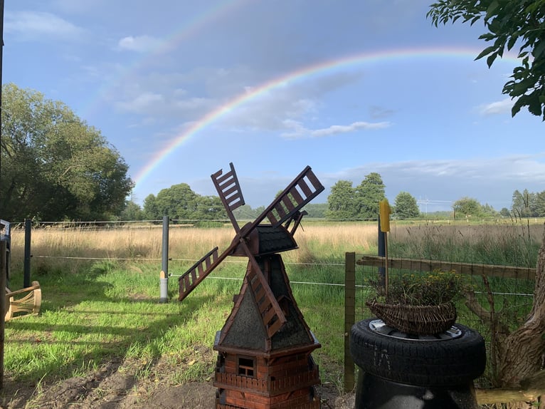 Pasture space available for gelding