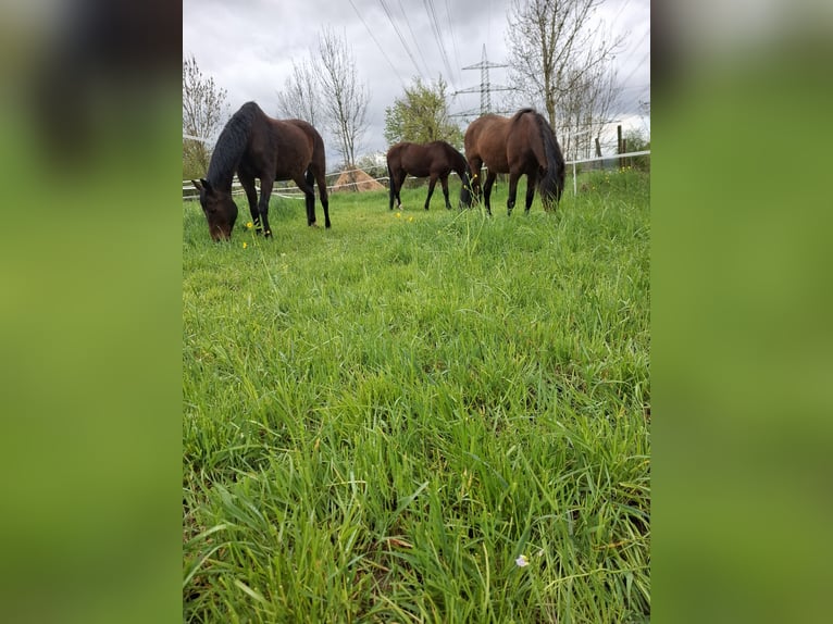 Pasture space available for gelding