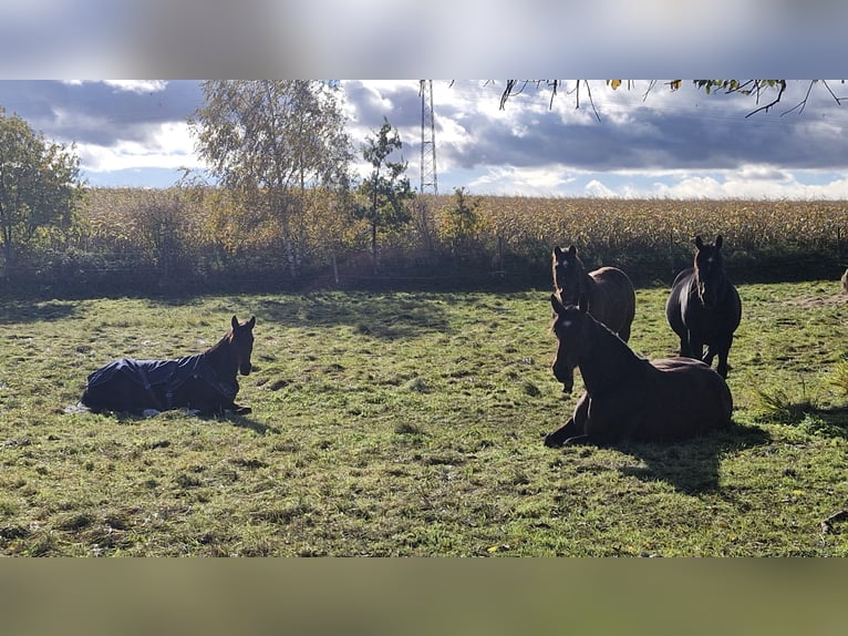 Pasture space available for gelding / mare