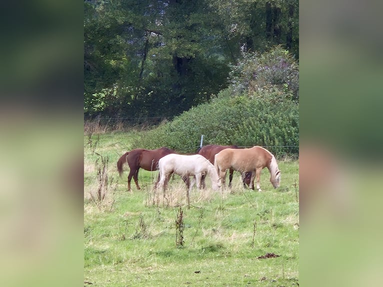 Pasture space available for reindeer or ponies with metabolic disorders