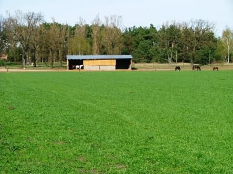 Pasture space available in a herd of mares