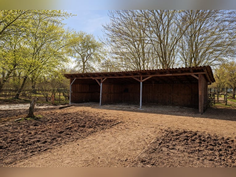Pasture stall available in Vienna 1210 near Lobau