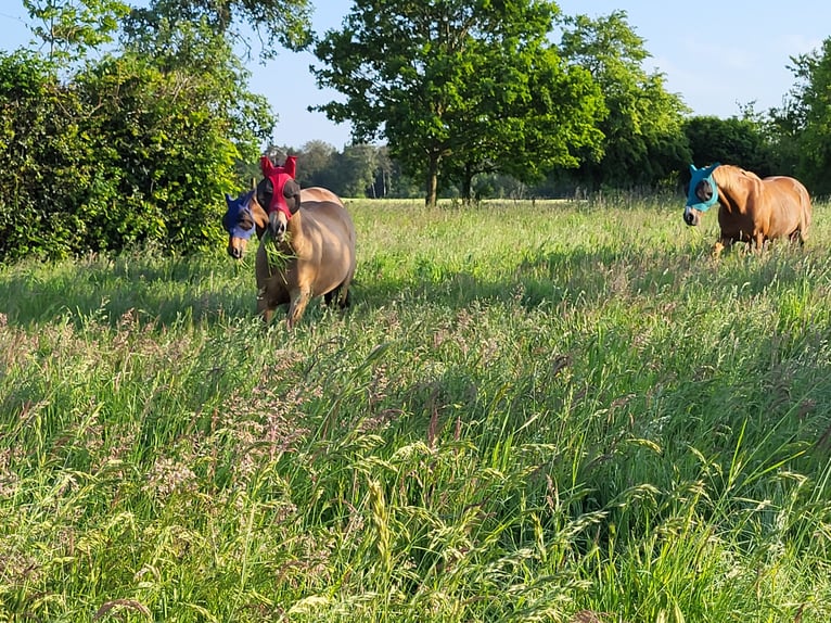 Pasture stall for mare / suitable for allergy sufferers