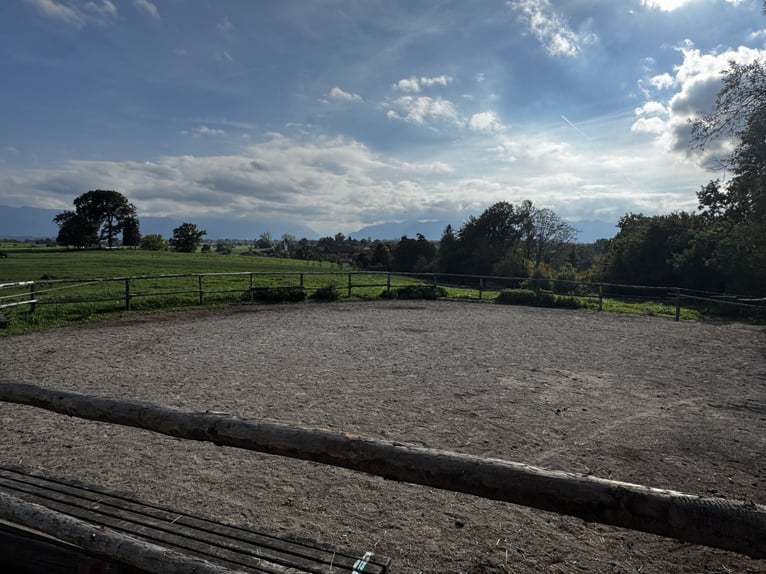 Pasture stall, horse box