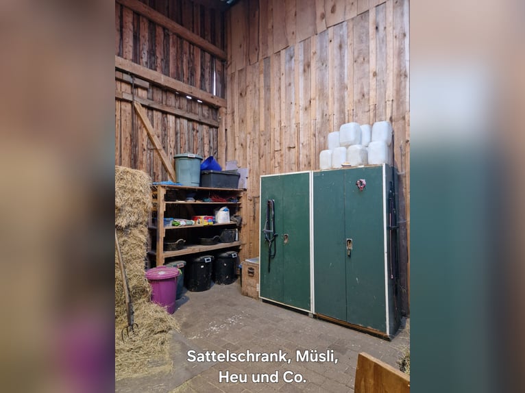 Pasture stall space available for small horses and ponies