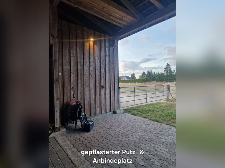 Pasture stall space available for small horses and ponies