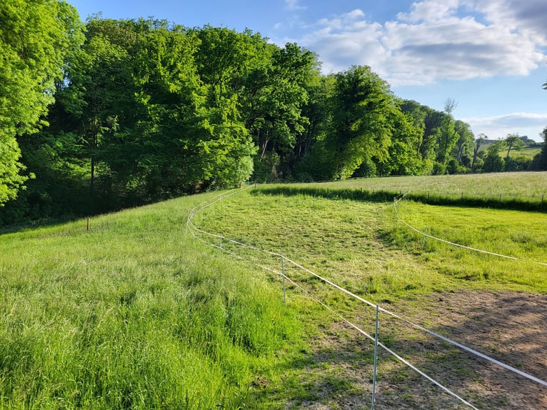 Pasture stall space available in Essen Schuir / Essen Kettwig
