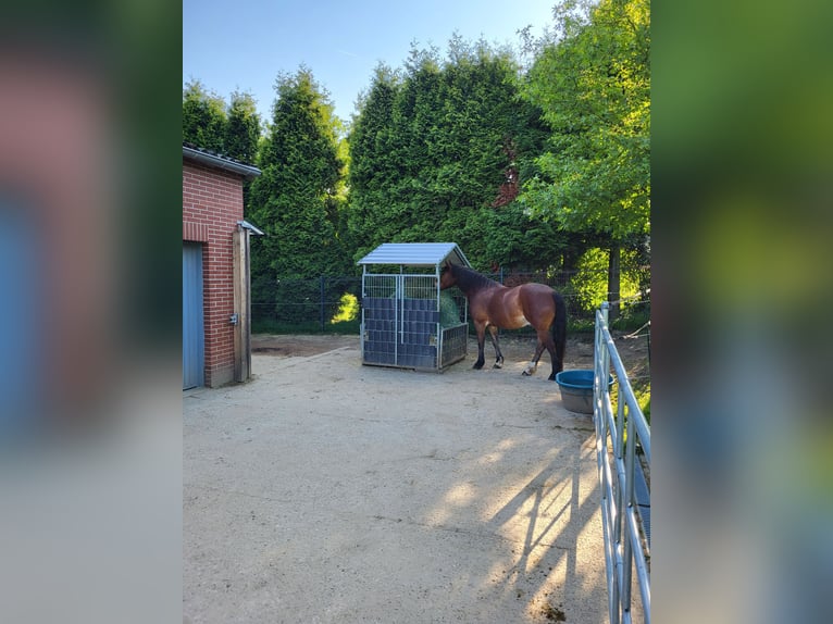 Pasture stall space available in Essen Schuir / Essen Kettwig