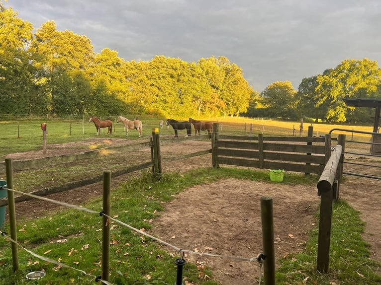 Pasture stall space available in Hamburg-Duvenstedt, 22397