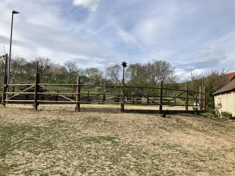 Pasture stall space available near Gaweinstal