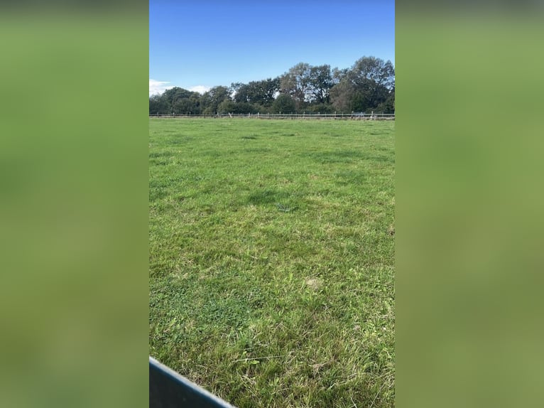 Pasture stall space for gelding