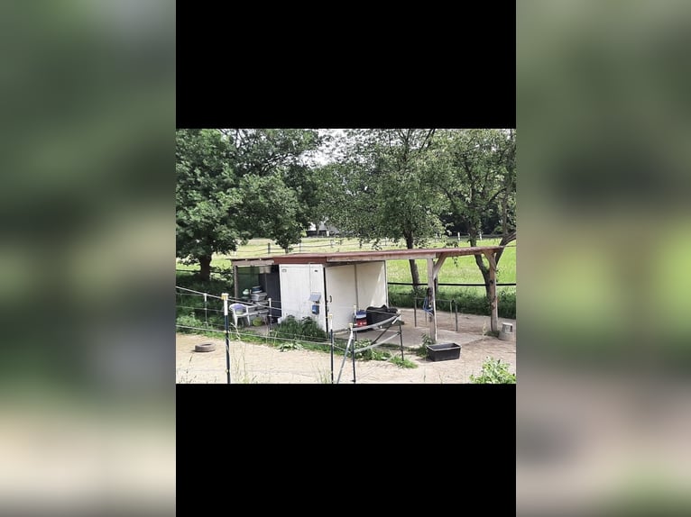 Pasture stall space for gelding