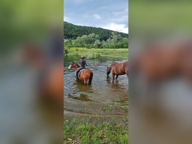 Pasture Stall Space for Light-Fed Horse in Tuttlingen-Möhringen