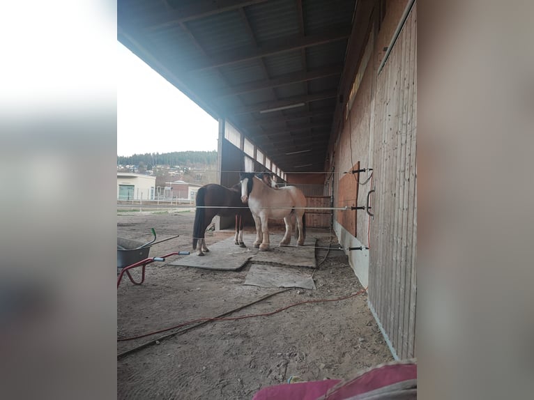 Pasture Stall Space for Light-Fed Horse in Tuttlingen-Möhringen