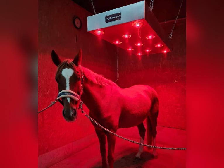 Pasture Stall Space for Light-Fed Horse in Tuttlingen-Möhringen