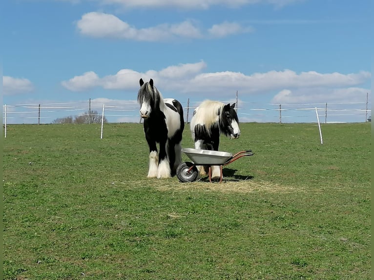 Pasture turnout available