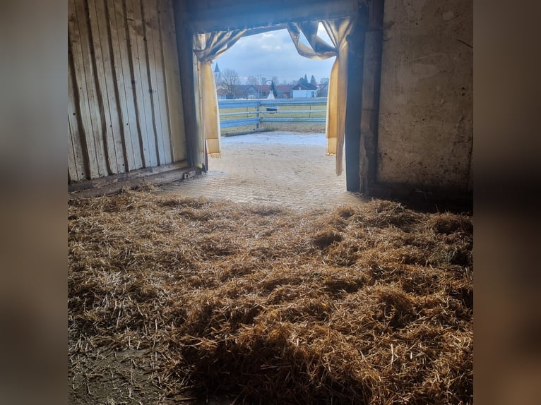 Pasture turnout available for geldings, 3 out of 5 spots free