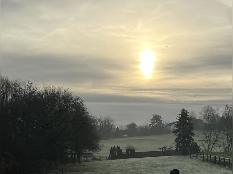 Pasture turnout available for mare