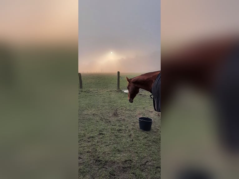Pasture turnout
