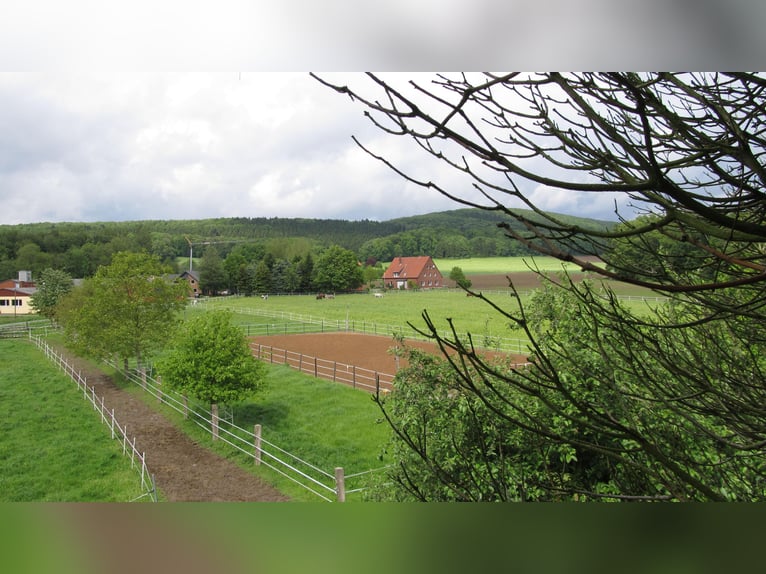Pasture turnout / exercise paddock with riding arena €235 per month in Bad Iburg