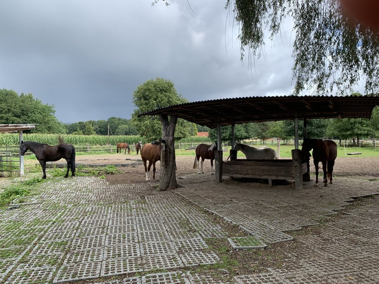 Pasture turnout / exercise paddock with riding arena €235 per month in Bad Iburg