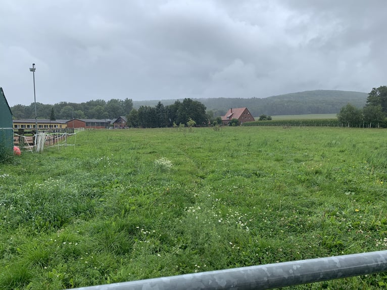 Pasture turnout / exercise paddock with riding arena €235 per month in Bad Iburg