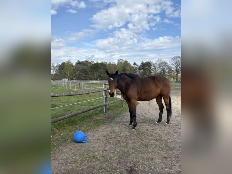Pasture turnout / Gelding seeking companionship