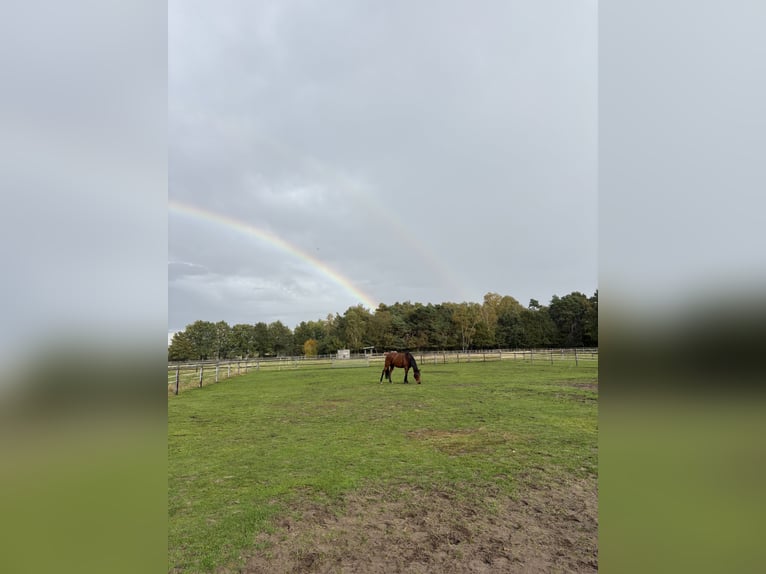 Pasture turnout / Gelding seeking companionship