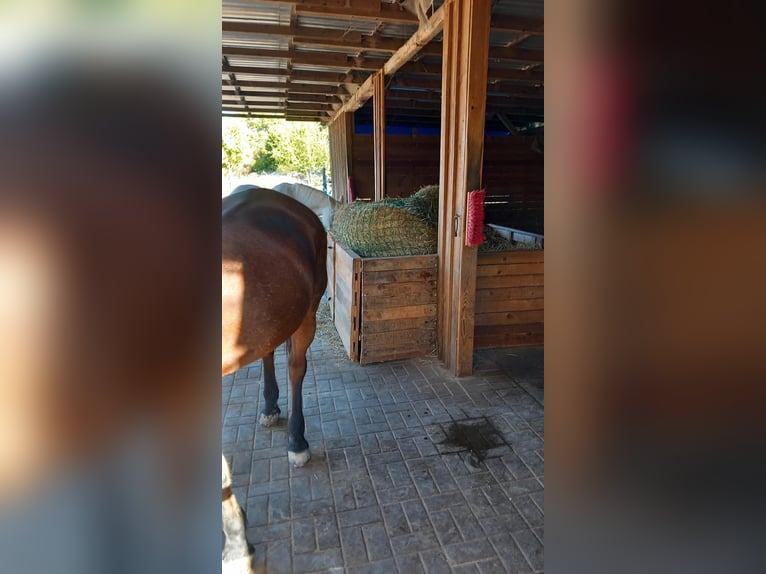 Pasture turnout in a private stable