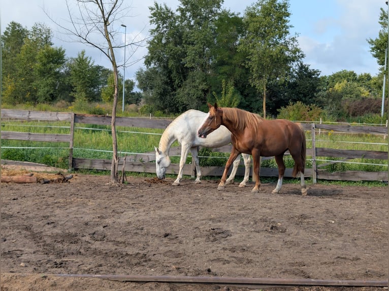 Pasture turnout / Pasture paddock / Trail riding / Grazing