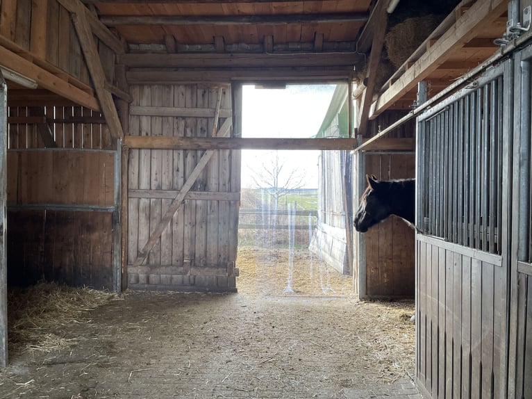 Pasture turnout space