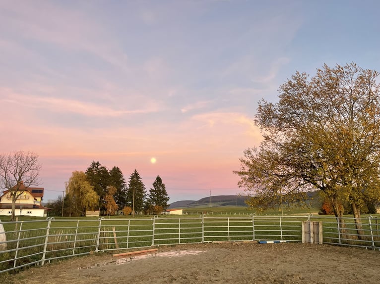 Pasture turnout space
