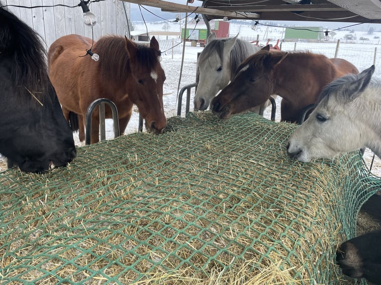 Pasture turnout space
