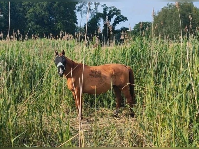 Pasture with a small creek