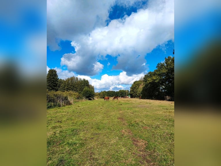 Pasture with a small creek