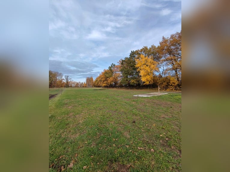 Pasture with a small creek