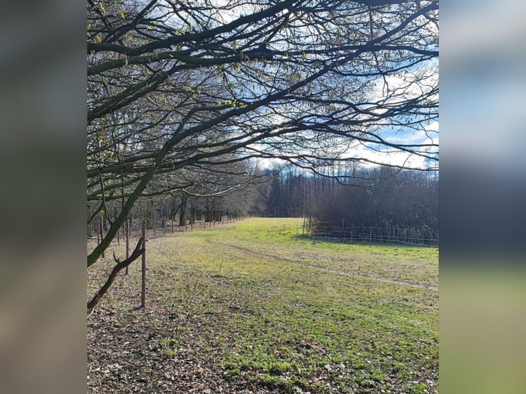 Pasture with a small creek