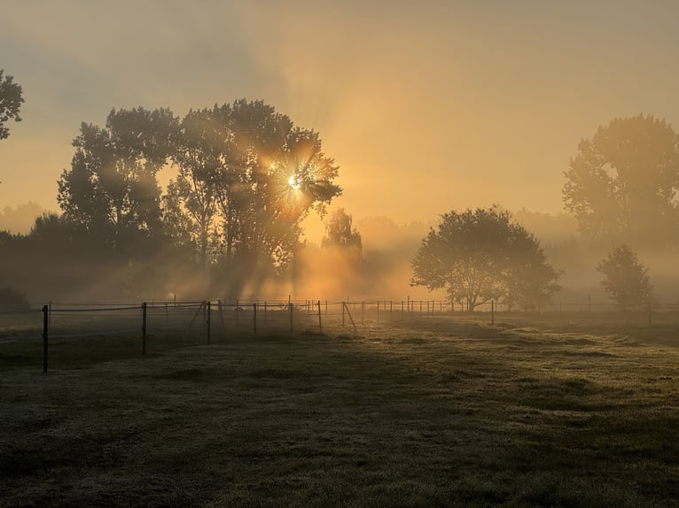 Pasture with trail riding available in Klein Nordende, 25336