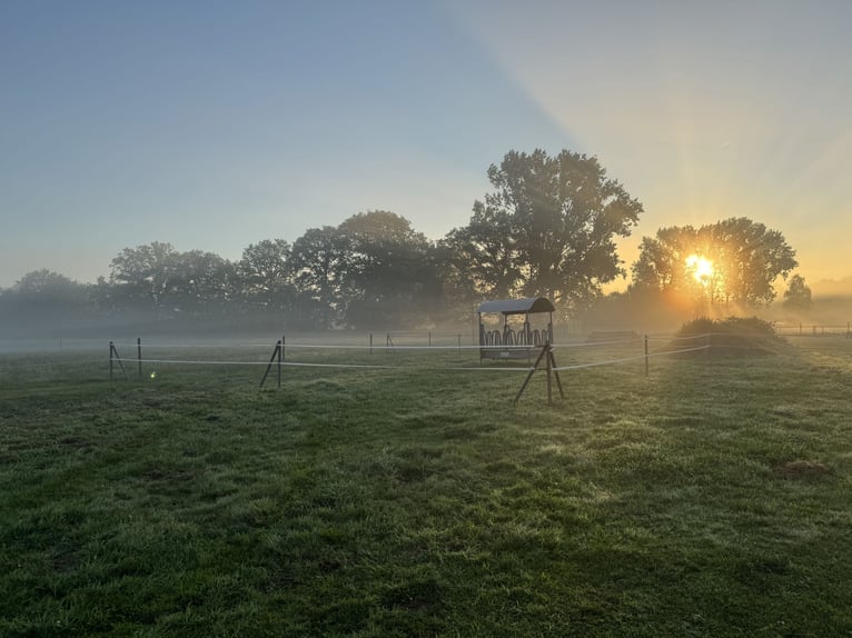 Pasture with trail riding available in Klein Nordende, 25336