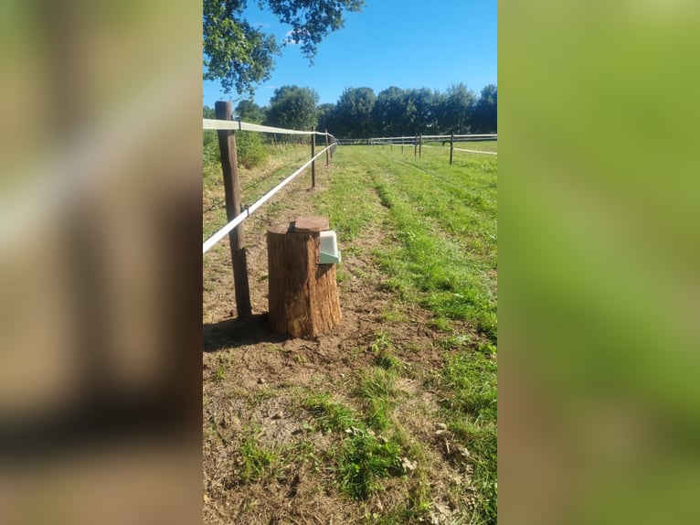 Pasture with trail riding available in Klein Nordende, 25336