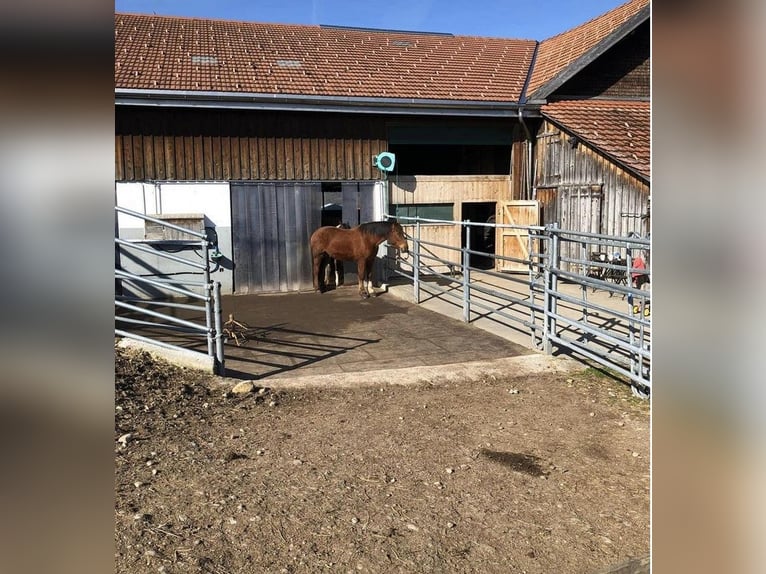 Pferde Offenstall Appenzellerland / Herisau