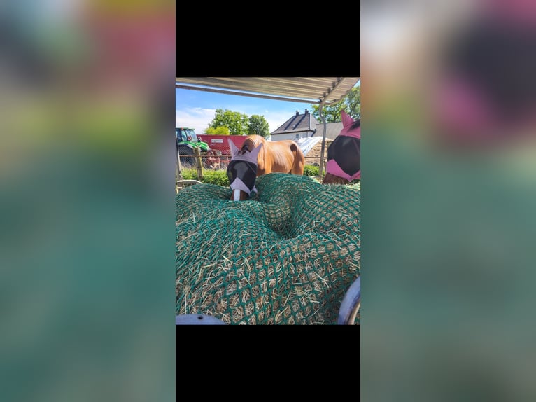 Pferdeboxen/Offenstall 